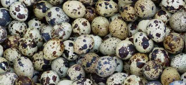 cрок годности яиц: сколько хранятся куриные, перепелиные домашние яйца, как можно беречь сырые, вареные при комнатной температуре?