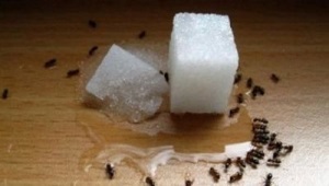 Срок годности сахара разных видов в мешках и другой таре: есть ли у продукта такой период, какое время он составляет и каковы условия хранения должны быть?