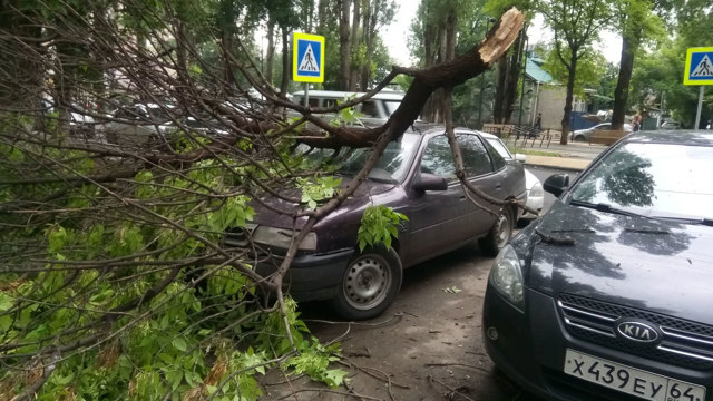 Упавшее дерево: ремонтируем машину за счет виновника