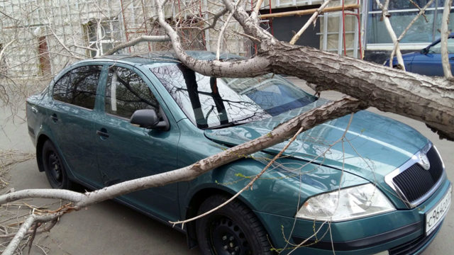 Упавшее дерево: ремонтируем машину за счет виновника