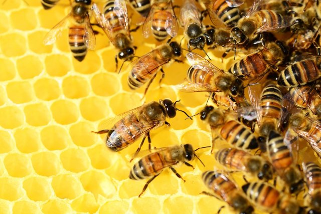 Разведение пчел на садовом участке: разрешено по закону или нет