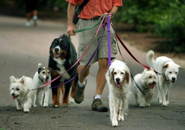 Собаки для выгула в наморднике: список запрещенных опасных собак и штраф или ответственность за это по статье КОАП РФ в 2023 году