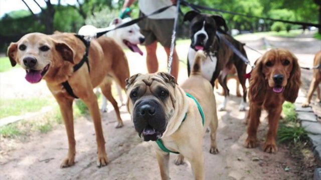 Собаки для выгула в наморднике: список запрещенных опасных собак и штраф или ответственность за это по статье КОАП РФ в 2023 году