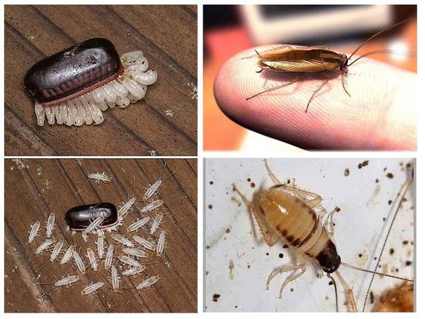 Тараканы от соседей: что делать, если ползут или проникают тараканы в квартиру, куда обращаться и жаловаться на это в 2023 году