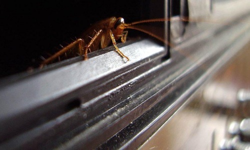 Тараканы от соседей: что делать, если ползут или проникают тараканы в квартиру, куда обращаться и жаловаться на это в 2023 году