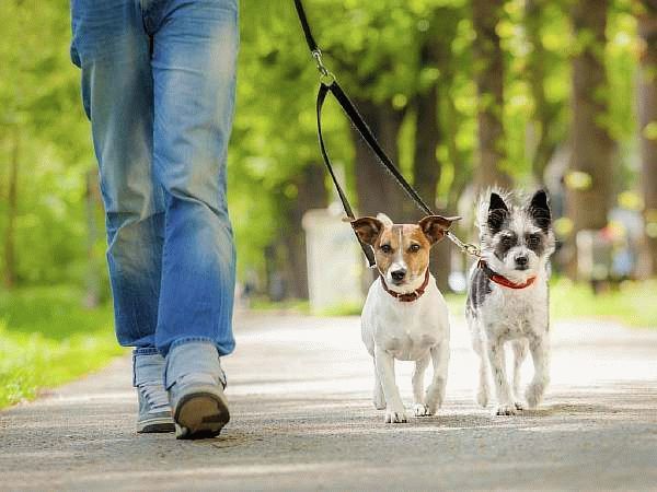 Правила выгула собак: закон в 2023 году, штраф, запрещенные места, можно ли гулять без намордника и поводка в городе