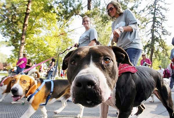 Правила выгула собак: закон в 2023 году, штраф, запрещенные места, можно ли гулять без намордника и поводка в городе