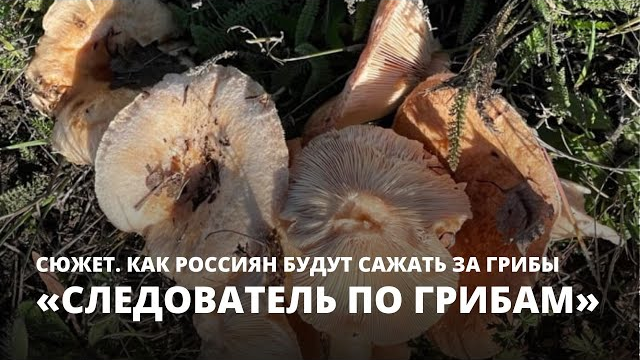 Можно ли собирать грибы в России 2023?